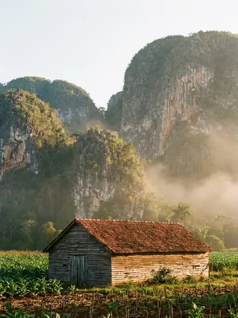 Vega de tabaco en el valle de Viñales, con los mogotes al fondo