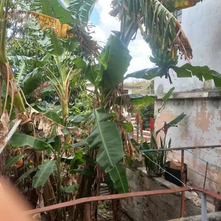 Vivienda de 4 habitaciones en Naranjo, Guanabacoa — foto 3 de 10