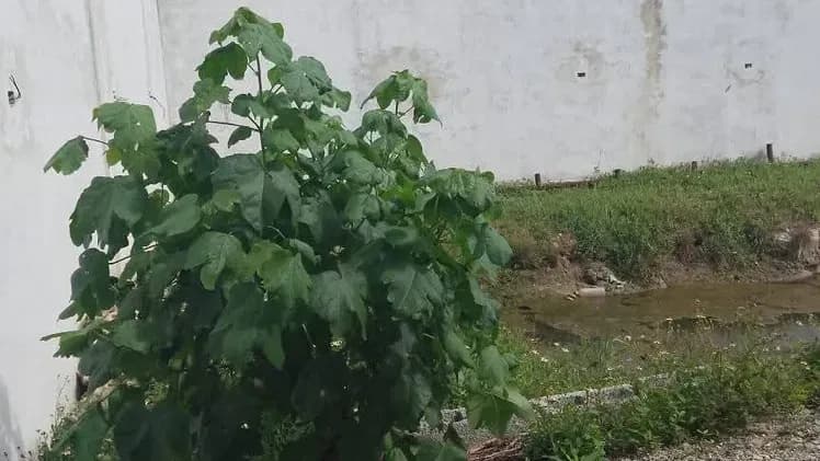 Vivienda de 2 habitaciones en Guanabo, La Habana del Este — foto 6 de 6