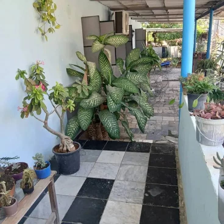 Vivienda de 5 habitaciones en Los Pocitos, Marianao — foto 6 de 10